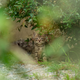 Illustration for article titled A Kitten And Some Tilt Shifting